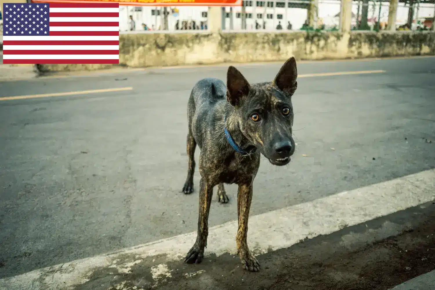 Read more about the article Criadores de Phu Quoc Ridgeback e cachorros nos EUA