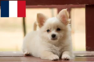 Read more about the article Criadores de Pomchi e cachorros em França