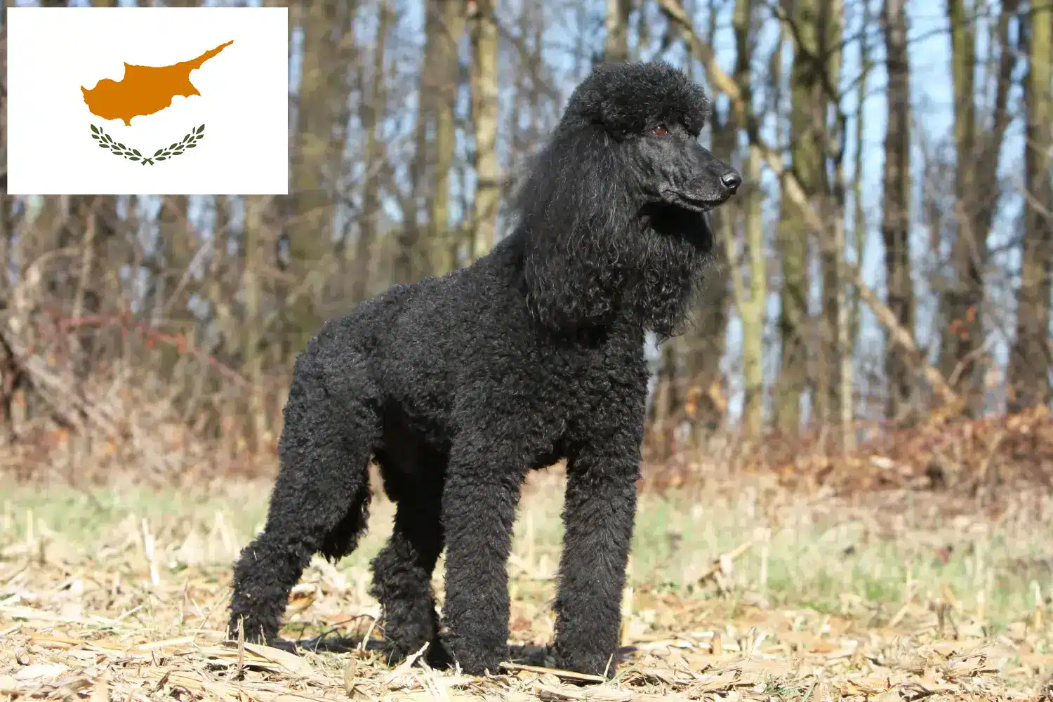Cachorros Poodle e criadores República do Chipre Encontrar criadores de caniches em Chipre.