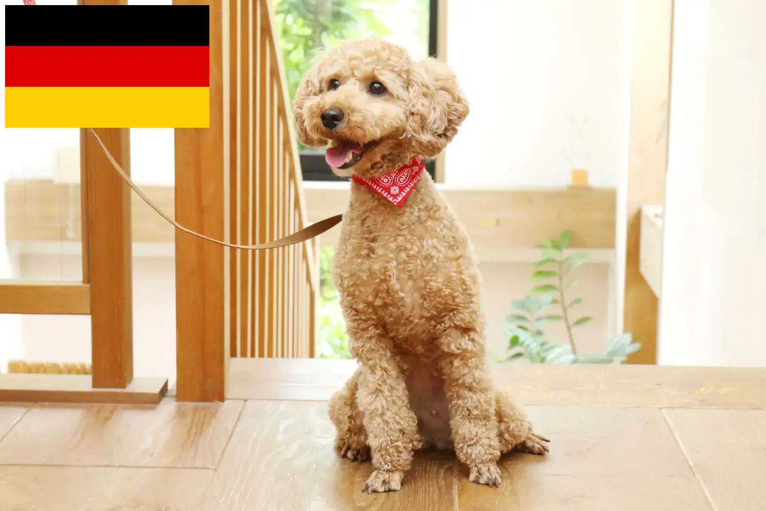 Poodle cachorros e criadores Alemanha Aqui pode encontrar criadores de caniches na Alemanha.