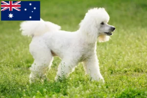 Read more about the article Criadores de caniches e cachorros na Austrália