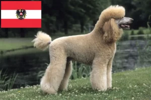 Read more about the article Criadores de caniches e cachorros na Áustria