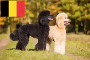 Read more about the article Criadores de caniches e cachorros na Bélgica