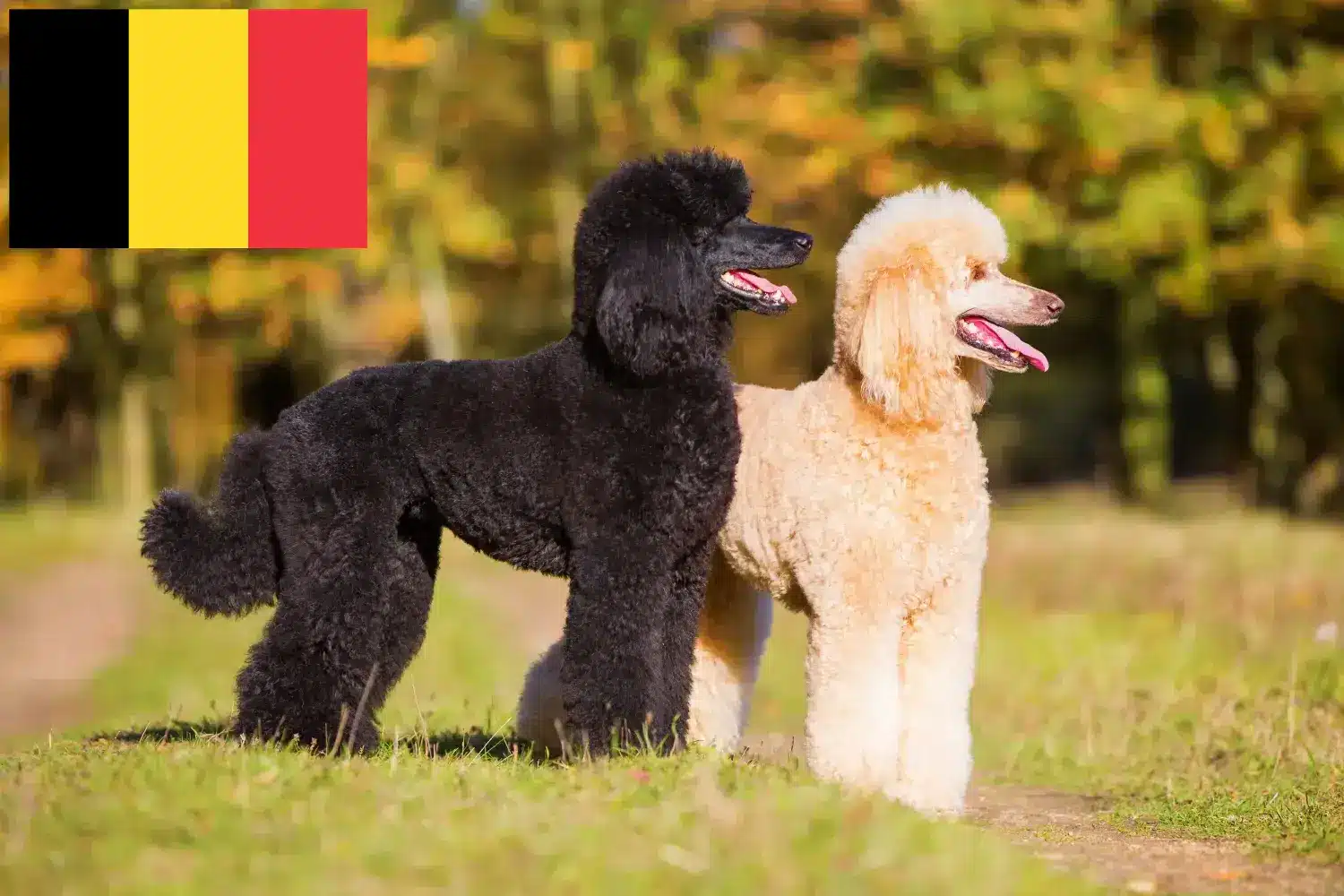 Poodle cachorros e criadores Bélgica Encontre aqui criadores de caniches na Bélgica.