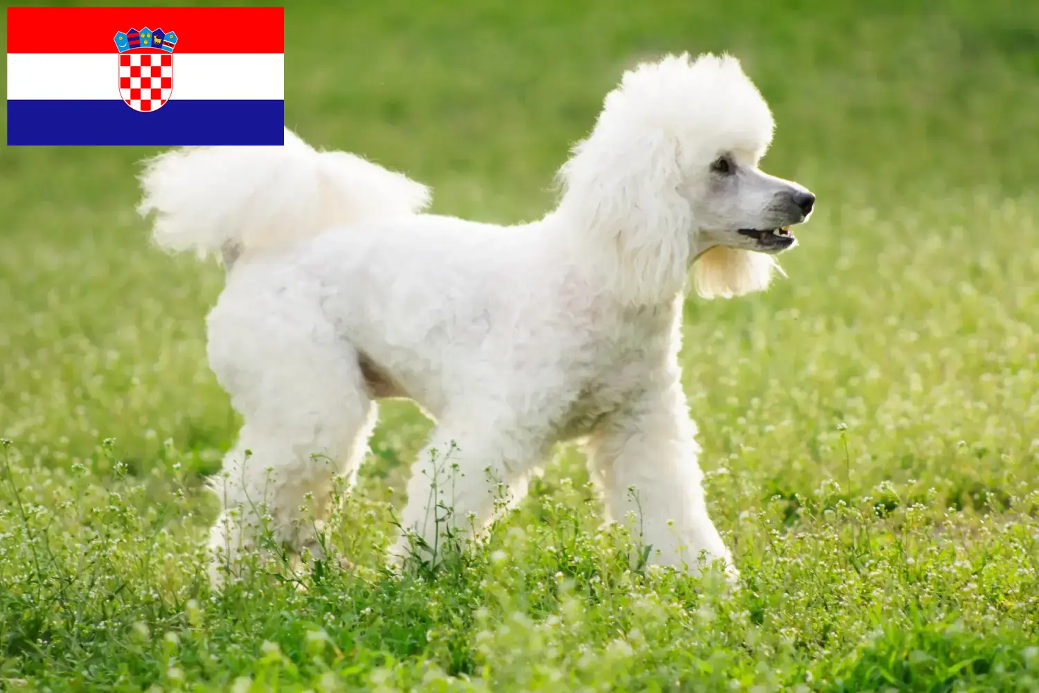 Poodle cachorros e criadores Croácia Encontre aqui criadores de caniches na Croácia.