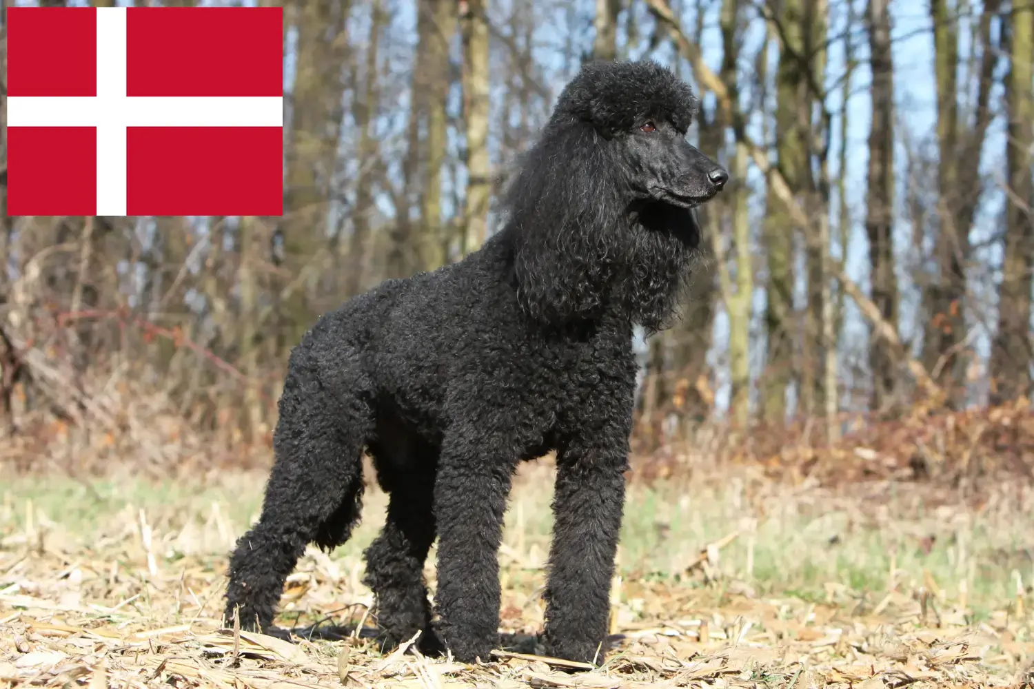 Poodle cachorros e criadores Dinamarca Encontre aqui criadores de caniches na Dinamarca.