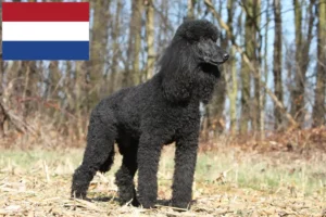 Read more about the article Criadores de caniches e cachorros nos Países Baixos
