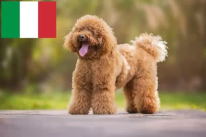 Read more about the article Criadores de caniches e cachorros em Itália