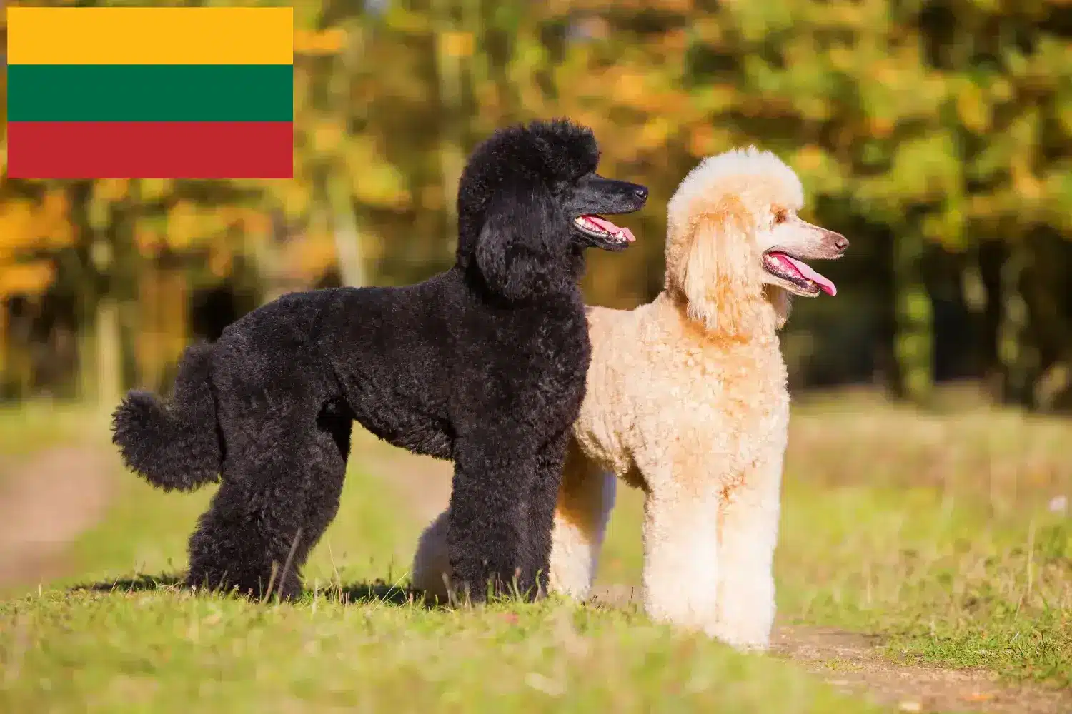 Poodle cachorros e criadores Lituânia Encontre aqui criadores de caniches na Lituânia.