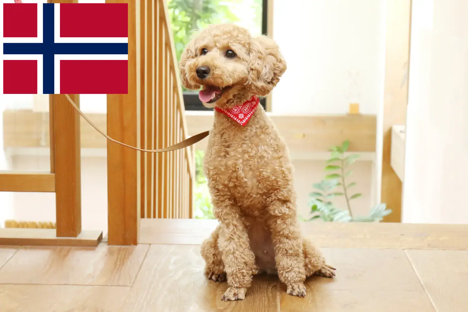 Poodle cachorros e criadores Noruega Encontre aqui criadores de caniches na Noruega.