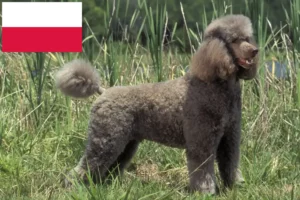 Read more about the article Criadores de caniches e cachorros na Polónia