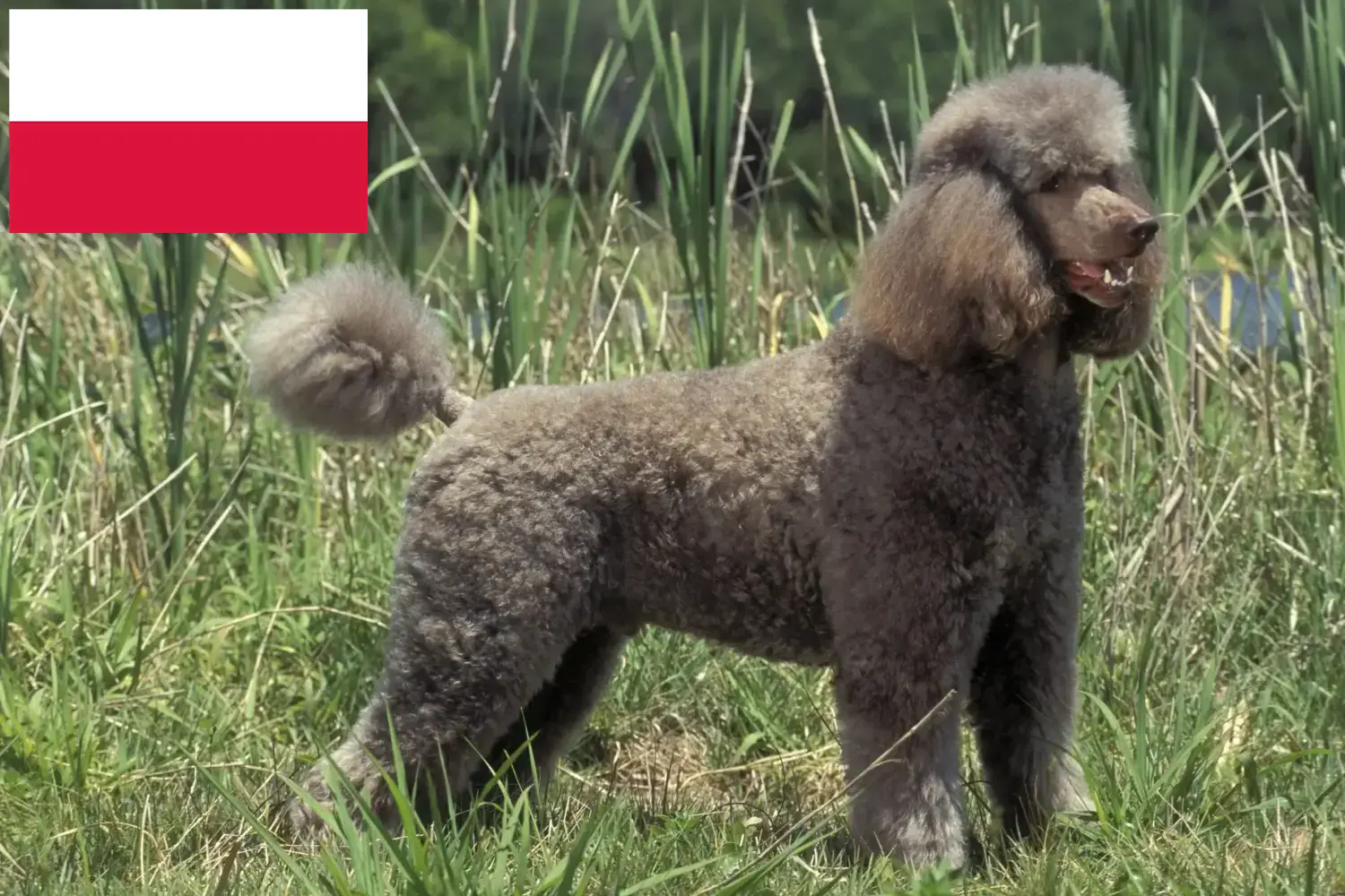 Poodle cachorros e criador Polónia Encontre aqui criadores de caniches na Polónia.