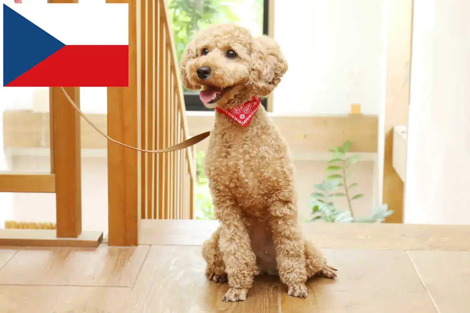 Poodle cachorros e criadores República Checa Encontrar criadores de caniches na República Checa.