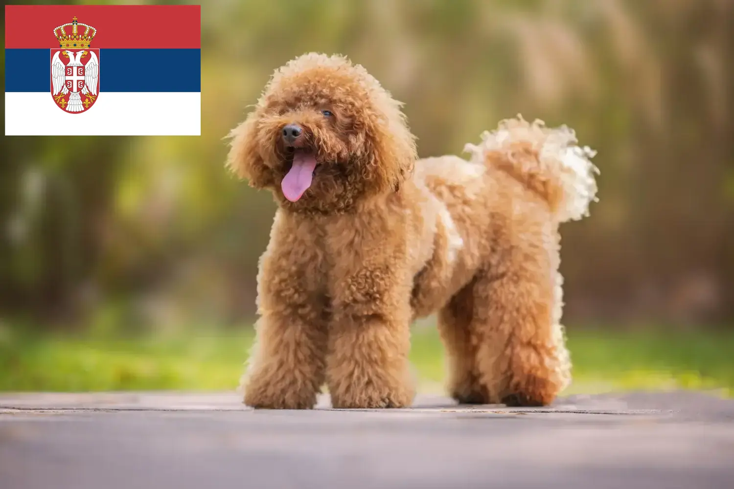 Poodle cachorros e criadores Sérvia Encontre aqui criadores de caniches na Sérvia.