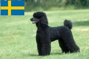 Read more about the article Criadores de caniches e cachorros na Suécia