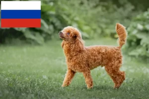 Read more about the article Criadores de caniches e cachorros na Rússia