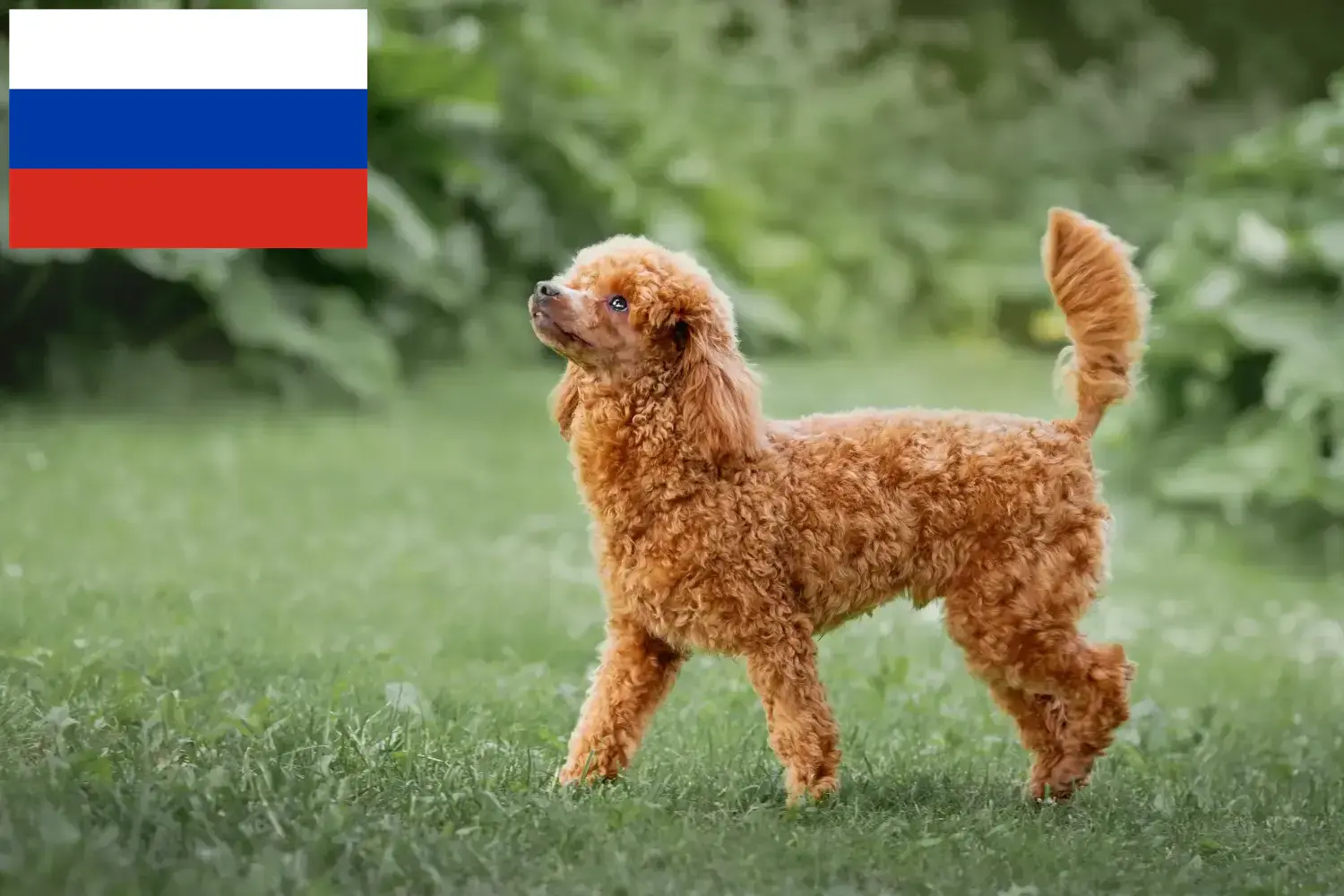 Poodle cachorros e criadores Rússia Encontre aqui criadores de caniches na Rússia.