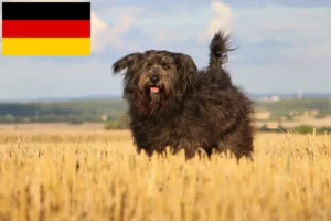 Read more about the article Criadores de caniches ovinos e cachorros na Alemanha
