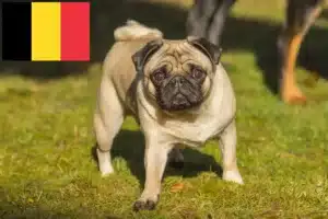Read more about the article Criadores de pug e cachorros na Bélgica