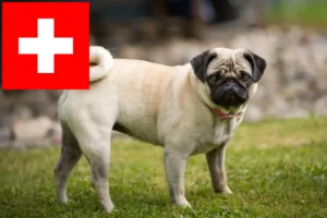 Read more about the article Criadores de pug e cachorros na Suíça