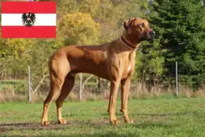 Read more about the article Criadores de Rhodesian Ridgeback e cachorros na Áustria