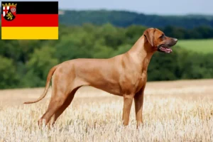 Read more about the article Criadores de Rhodesian Ridgeback e cachorros em Rhineland-Palatinate