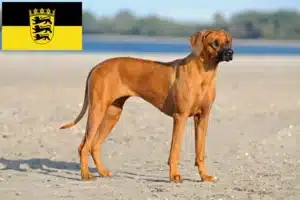 Read more about the article Criadores de Rhodesian Ridgeback e cachorros em Baden-Württemberg