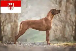 Read more about the article Criadores de Rhodesian Ridgeback e cachorros em Brandenburg