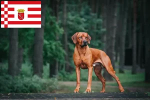 Read more about the article Criador de Rhodesian Ridgeback e cachorros em Bremen