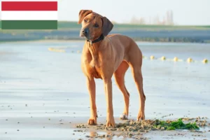 Read more about the article Criadores de Rhodesian Ridgeback e cachorros na Hungria
