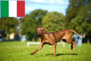 Read more about the article Criadores de Rhodesian Ridgeback e cachorros em Itália