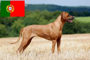Read more about the article Criadores de Rhodesian Ridgeback e cachorros em Portugal