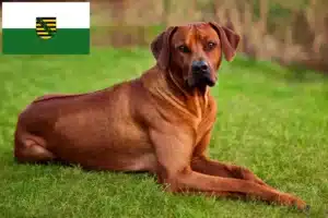 Read more about the article Criadores de Rhodesian Ridgeback e cachorros em Saxónia