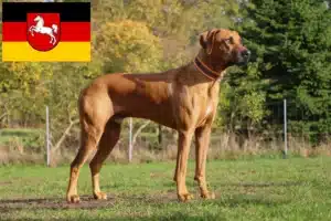 Read more about the article Criadores de Rhodesian Ridgeback e cachorros na Baixa Saxónia