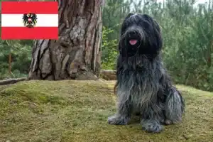 Read more about the article Criadores de Schapendoes e cachorros na Áustria