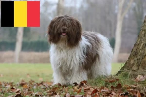 Read more about the article Criadores de Schapendoes e cachorros na Bélgica