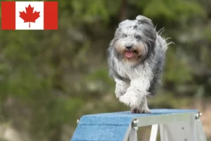 Read more about the article Criadores de Schapendoes e cachorros no Canadá