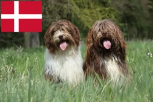 Read more about the article Criadores de Schapendoes e cachorros na Dinamarca
