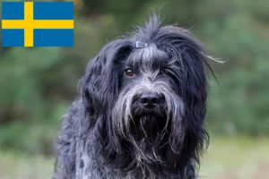 Read more about the article Criadores de Schapendoes e cachorros na Suécia