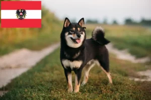 Read more about the article Criadores de Shiba e cachorros na Áustria