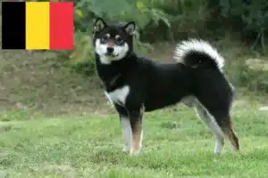 Read more about the article Criadores de Shiba e cachorros na Bélgica