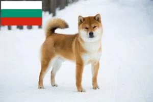 Read more about the article Criadores de Shiba e cachorros na Bulgária