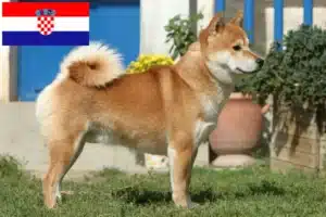 Read more about the article Criadores de Shiba e cachorros na Croácia