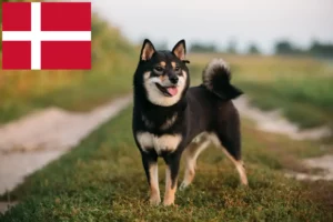 Read more about the article Criadores de Shiba e cachorros na Dinamarca