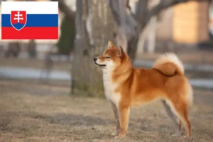 Read more about the article Criadores de Shiba e cachorros na Eslováquia