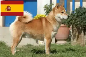 Read more about the article Criadores de Shiba e cachorros em Espanha
