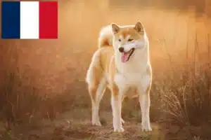 Read more about the article Criadores de Shiba e cachorros em França