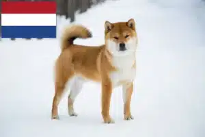 Read more about the article Criadores de Shiba e cachorros nos Países Baixos