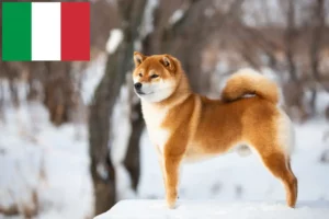 Read more about the article Criadores de Shiba e cachorros em Itália