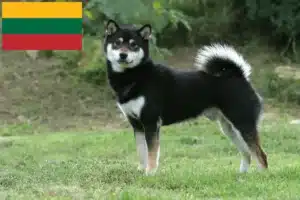 Read more about the article Criadores de Shiba e cachorros na Lituânia